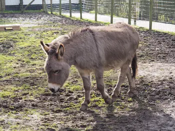 Lens Polder Petting zoo in Newport (Belgium)